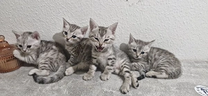  5 süße Kitten suchen liebevolles Zuhause Bild 3