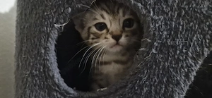  5 süße Kitten suchen liebevolles Zuhause Bild 5