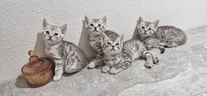 5 wunderschöne Kitten suchen ihr liebevolles Zuhause