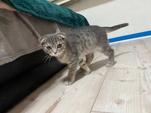 Kitten zu verkaufen  