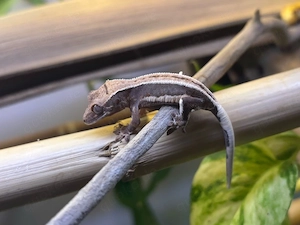 Kronengecko (Correlophus ciliatus) 