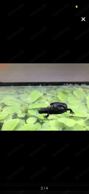 Cynops orientalis 