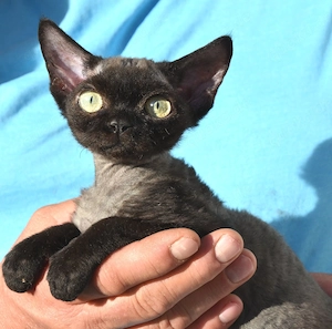 Kitten Devon Rex reinrassig mit Stammbaum 