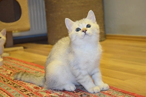 Süße BKH  Silver Shaded Babykatze - entwurmt und geimpft 