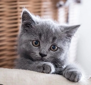 Suche 2 Kitten