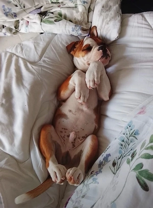 Old Englisch, Bulldogge
