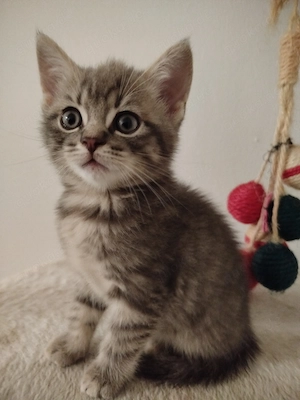 F nf s ße Kitten zu verkaufen.