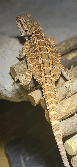 Bartagame Pogona Vitticeps 100% het trans