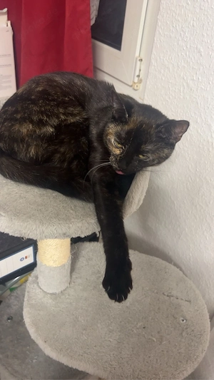 Die zwei süßen Katzen suchen ein neuses zu Hause