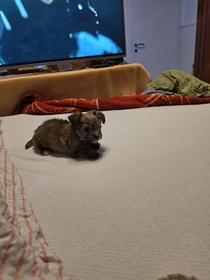 Wunderschöner Yorkipoo abzugeben