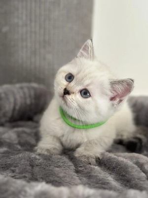 BKH Kitten - *Nur noch 1 Kitten frei*