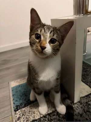 Kater 6 Monate alt 