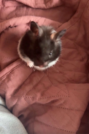Hamster Handzahm