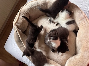 baby katzen
