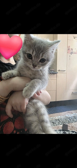 Süße Perser Kitten   Katzenbabys suchen ein liebevolles Zuhause