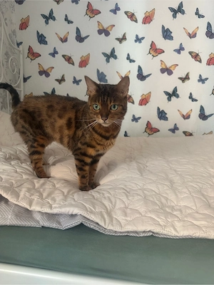 bengal katze abzugeben