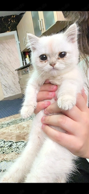 Süße Perser Kitten   Katzenbabys suchen ein liebevolles Zuhause