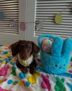 Dachshunds