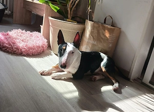 Schöner Miniatur Bullterrier Deckrüde 