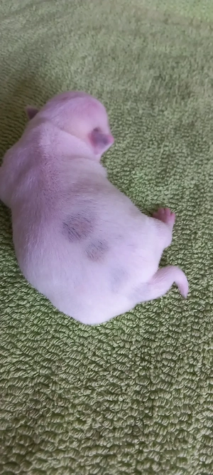 Chihuahuawelpen auf Familiensuche