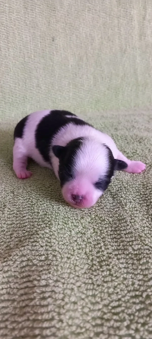 Chihuahuawelpen auf Familiensuche