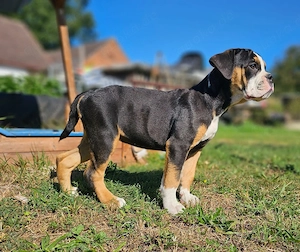 Reinrassige Old Englische Bulldogge 