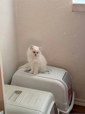 Katzen - Kätzchen