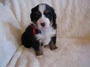 Berner Sennenhund sucht ein neues Zuhause
