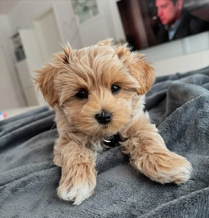 Unsere Maltipoo Welpen sind 8 Wochen