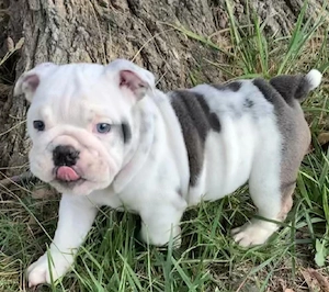 Ich biete hier mein 4 Monate altes Hund. 