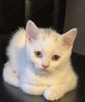 BKH-Kitten mit unterschiedliche Augenfarben   