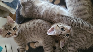 Katzenkinder, Katzenbabys, Kätzchen,kleine Kater und KatzeRassemix nur für liebe Menschen