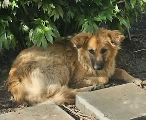 Isla ca 3 Jahre sucht Körbchen 