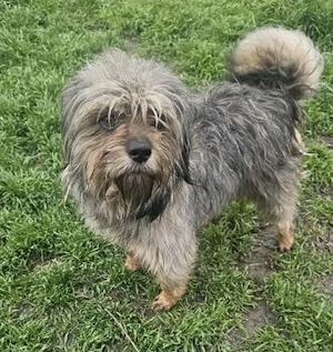 Wuschel 4 Jahre sucht Körbchen 
