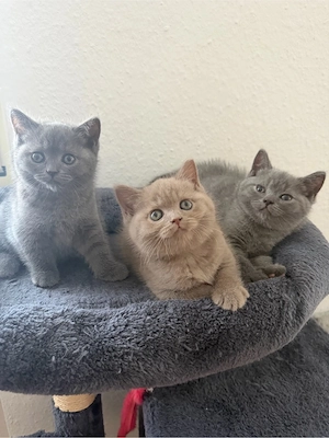 Süße Britisch Kurzhaar Kitten suchen neues Zuhause