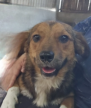 Franka ca 2-3 Jahre 