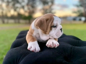    Süße Englische Bulldoggen-Welpen suchen ein liebevolles Zuhause   