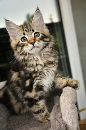 Sibirische Katzenbaby (Kater) Atlas 