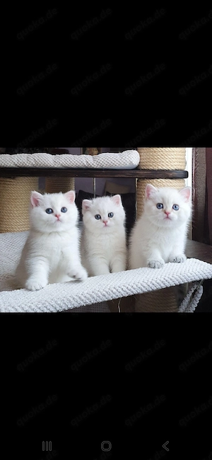 Wunderschöne Weibliche BKH-Kitten suchen ein liebevolles Zuhause   