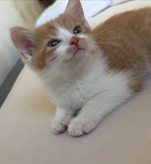 Babykatzen