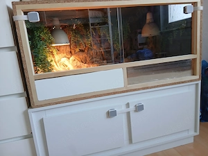 Bartagame mit oder ohne Terrarium  Bild 3