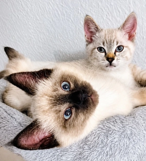 Dunkler Siam blue point  Kater sucht Zuhause