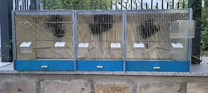 Zuchtbox von Graf für Kanarien und Stieglitz 