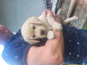 Wunderschöne Labrador Welpen (4 Hündinnen)   Abgabe Ende September!