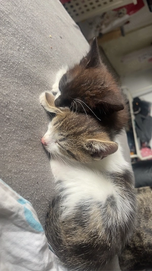 baby katzen 