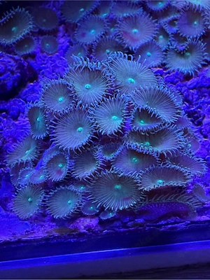 Meerwasser Koralle Krustenanemone