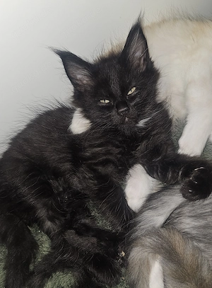 Einzigartige Maine Coon's Herzensbrecher 