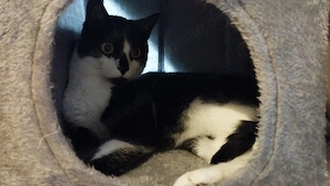 Katze zum abgeben. Dringend 