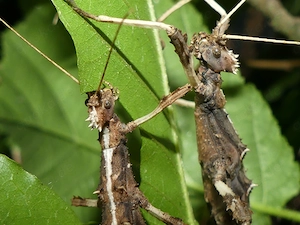 Endspurt-Sommer-Sonderangebot abzugebende Tiergruppen!   Phasmiden   Insekten Bild 4