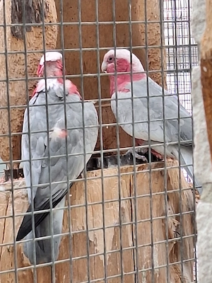 rosakakadu Pärchen 